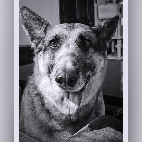 Meet your Posher, Brent - Picture 4 of 4